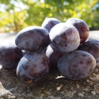 Prune violette
